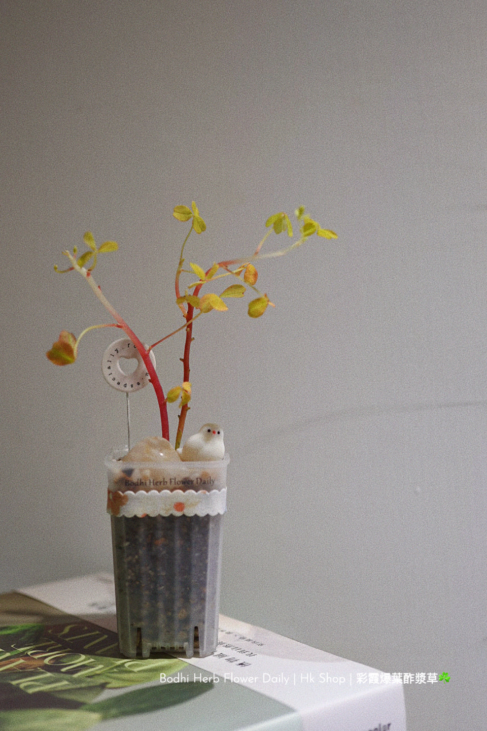 【酢醬草】彩霞爆葉酢醬草