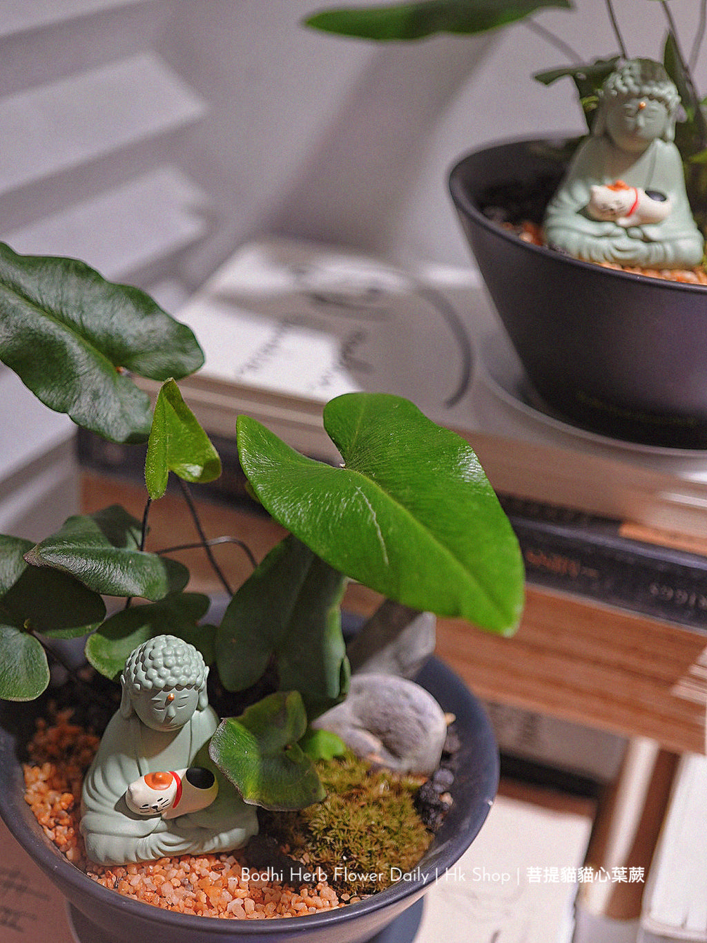 【蕨系】菩提貓貓心型蕨 ( 預訂)