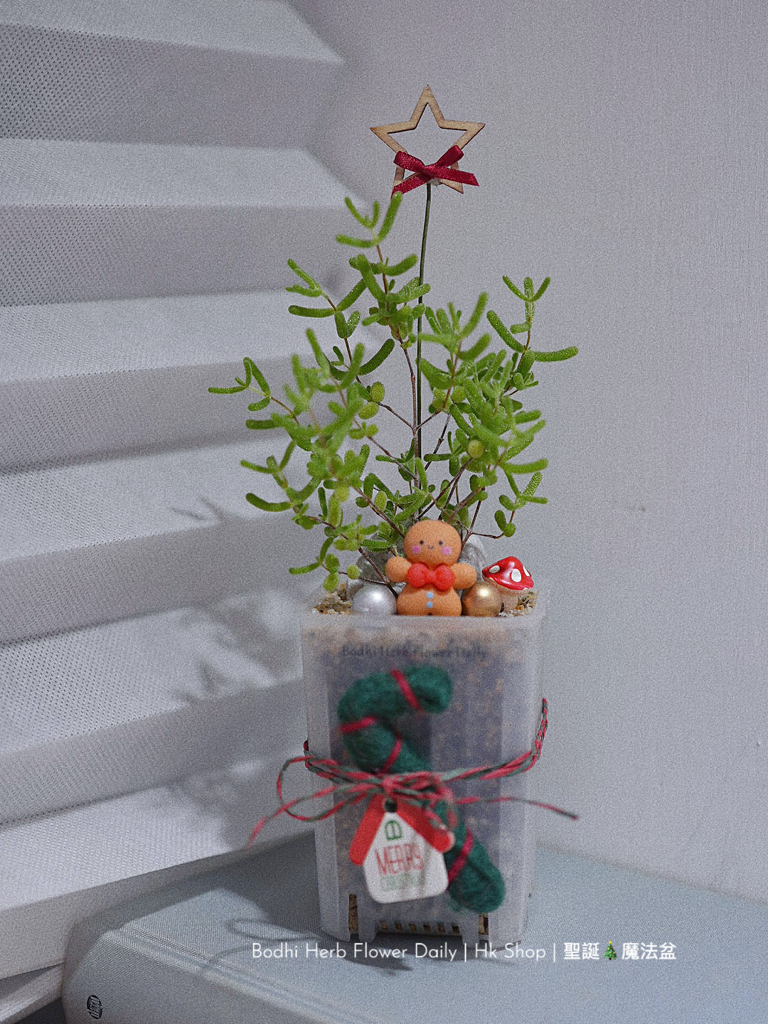 【聖誕禮物】聖誕幸福魔法小樹盆栽