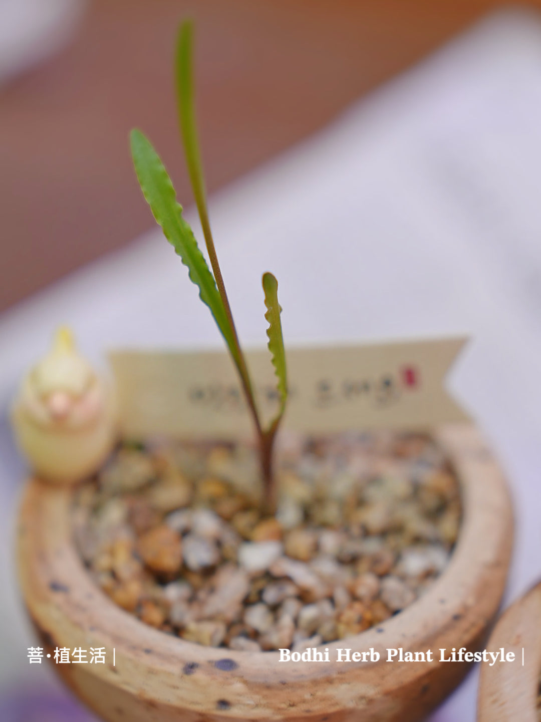 和尚的波葉彈簧草