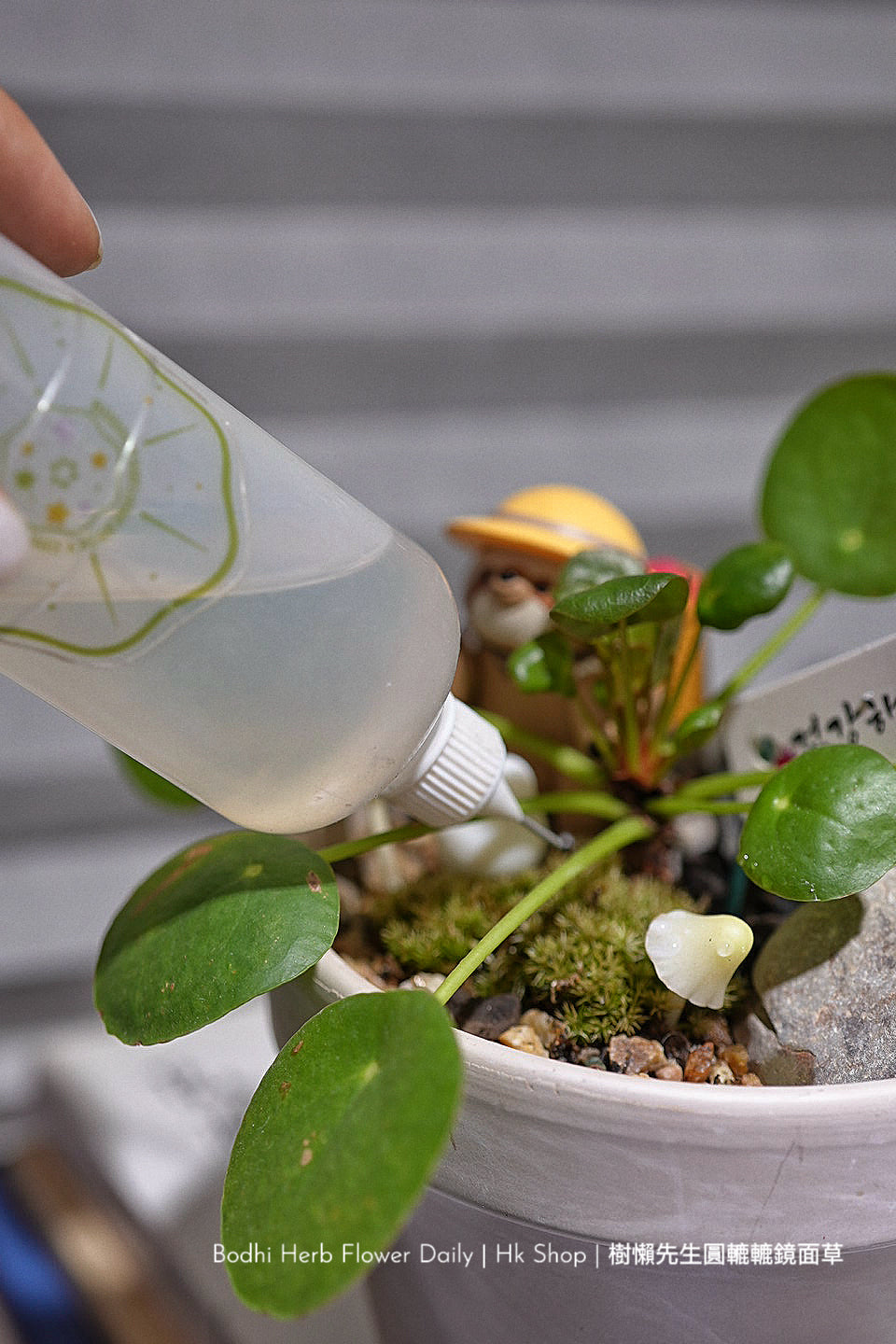 樹懶🦥先生圓轆轆的鏡面草