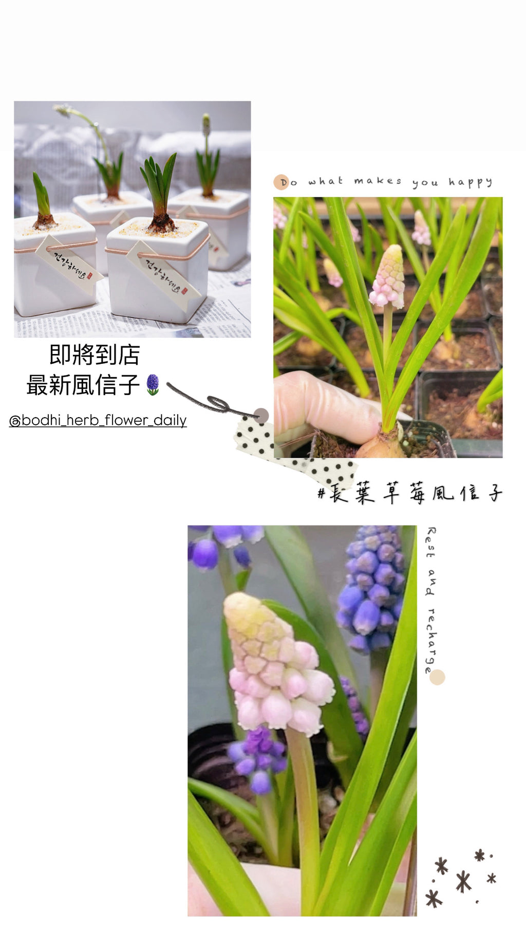 預訂三月中到港長葉風信子 14/3/2025