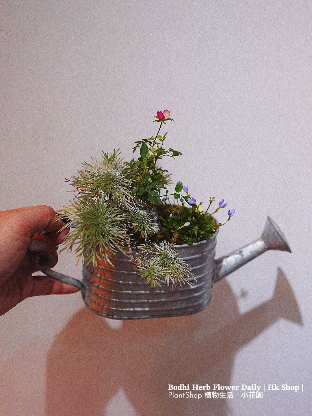 【日本品種】雛草 （預訂）