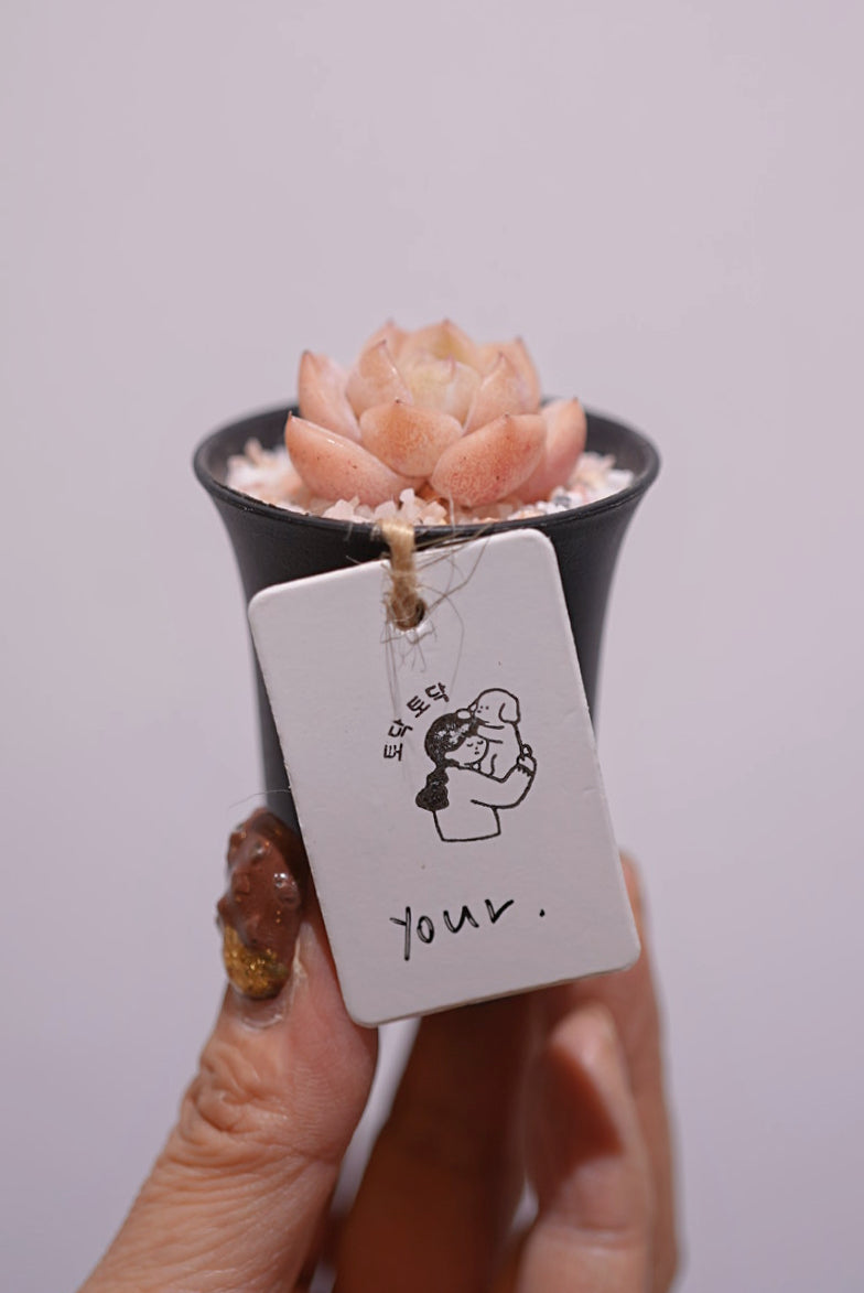 【Your.】Little Pink多肉盆栽  20/5/2025 上架