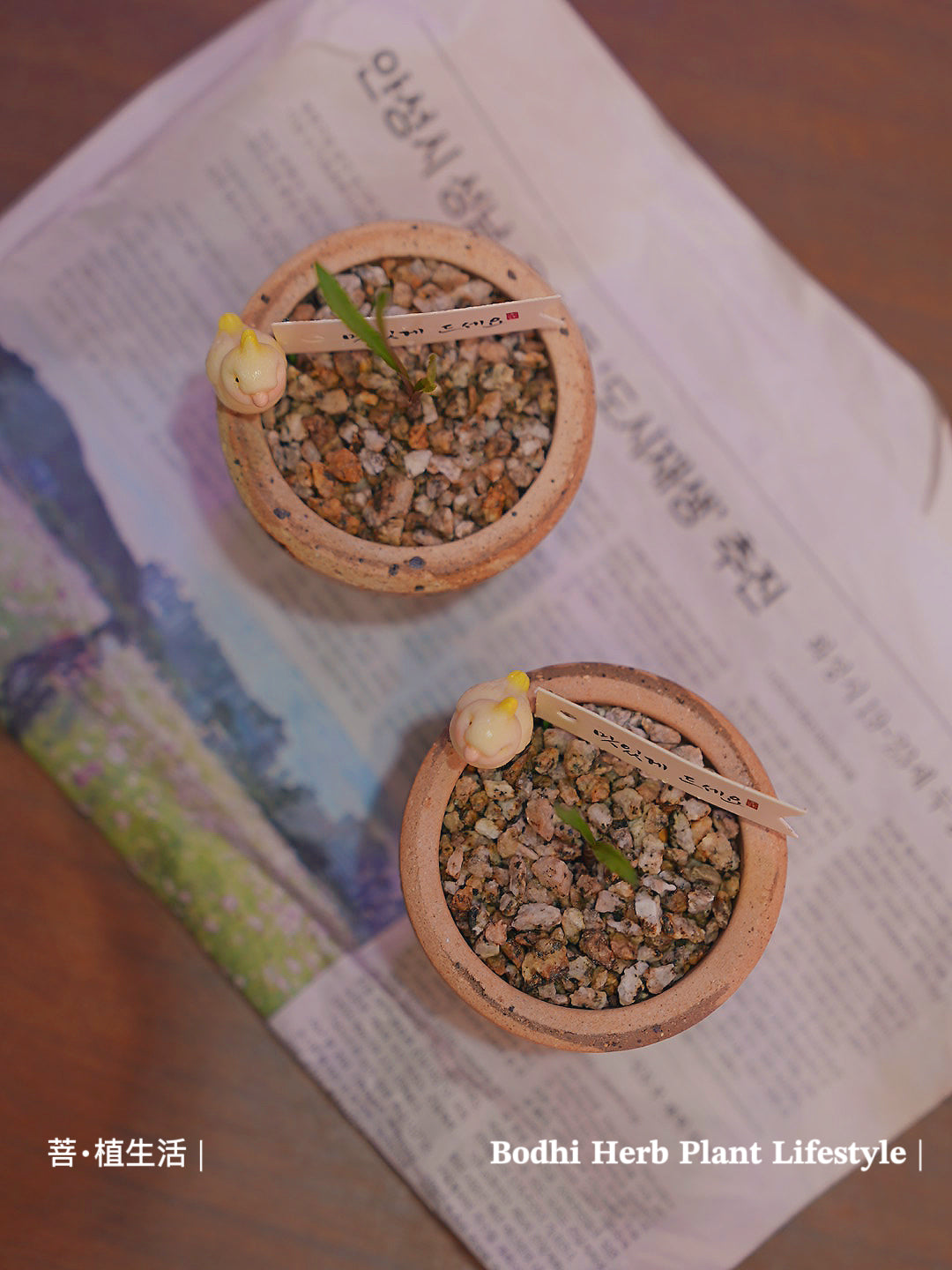 和尚的波葉彈簧草