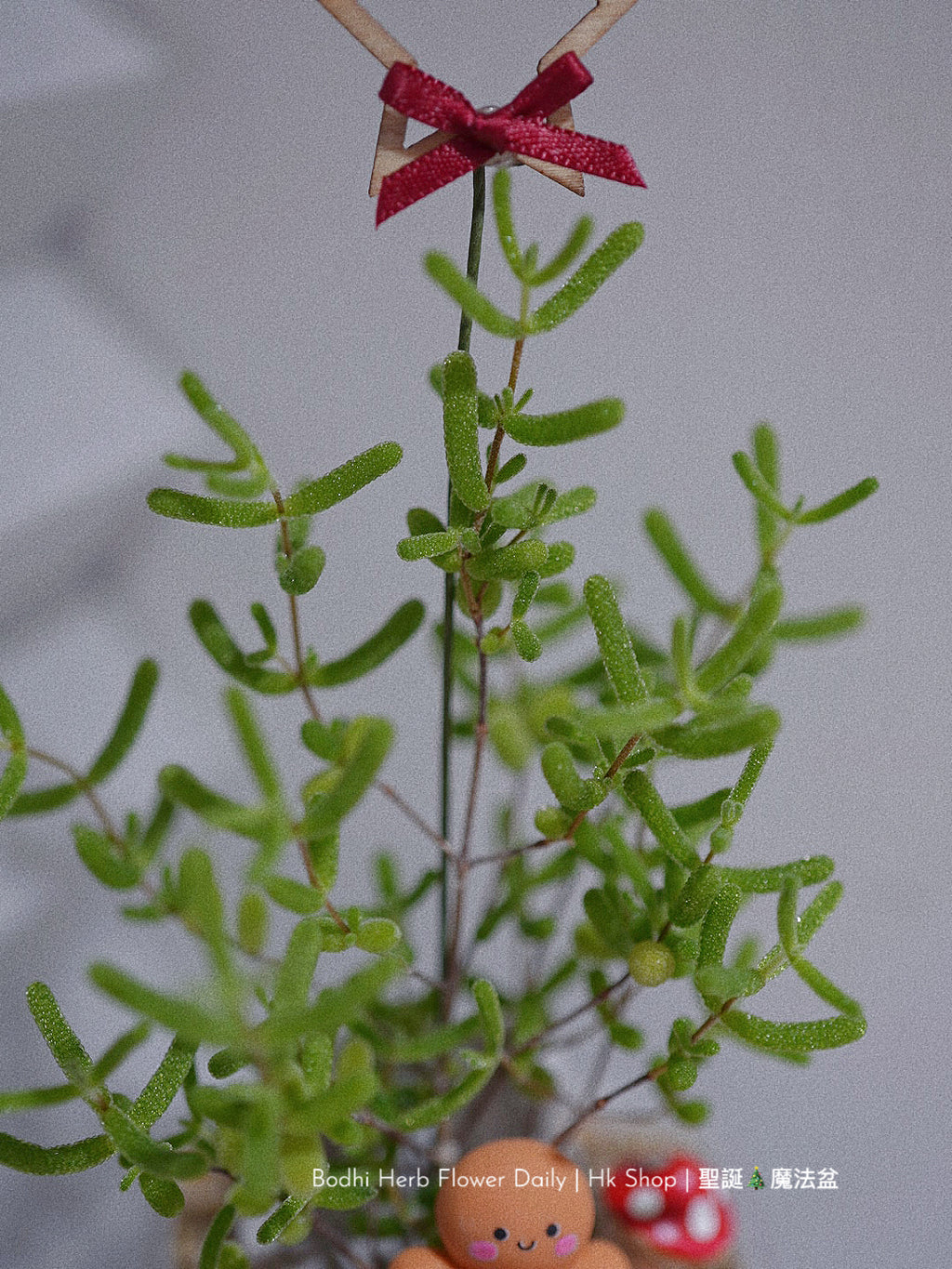 【聖誕禮物】聖誕幸福魔法小樹盆栽