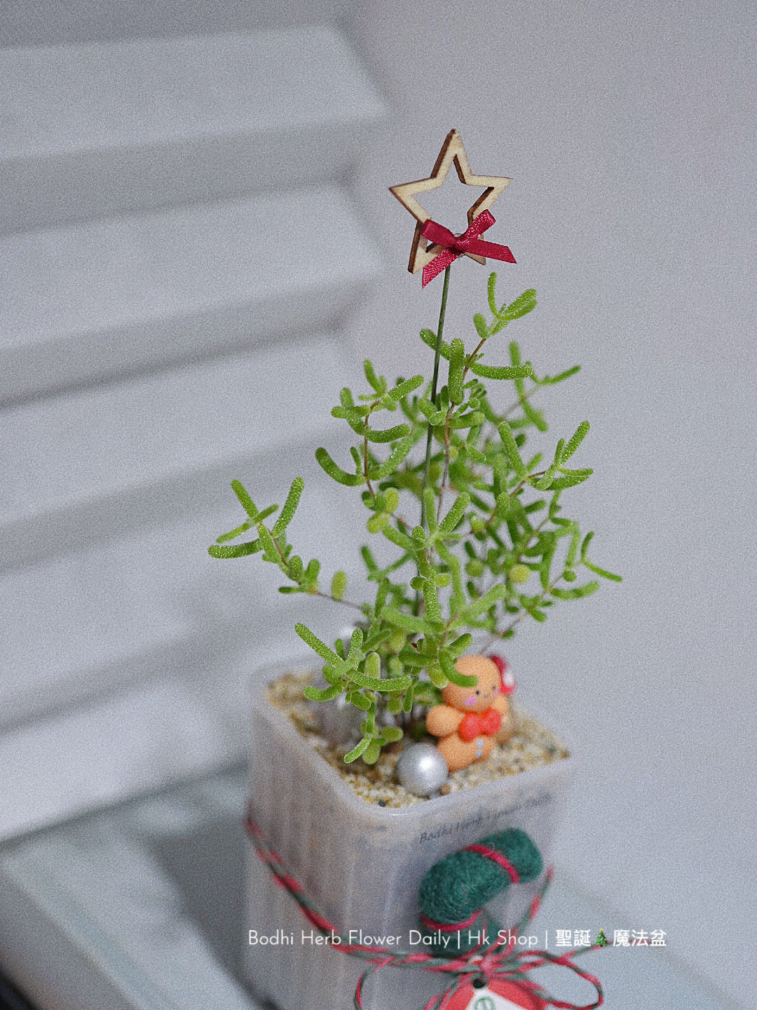 【聖誕禮物】聖誕幸福魔法小樹盆栽
