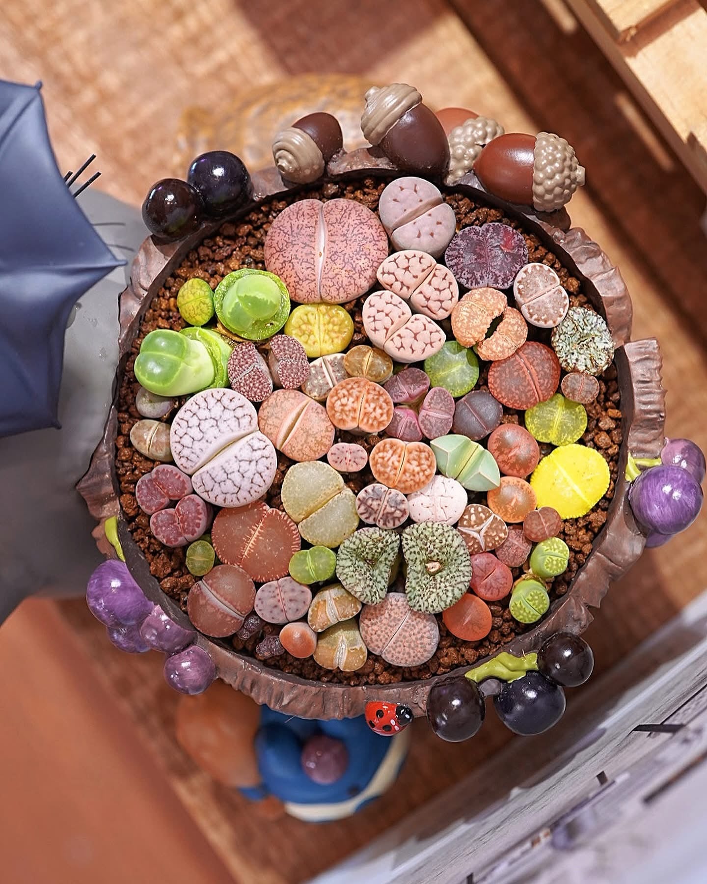 龍貓幻彩屁屁