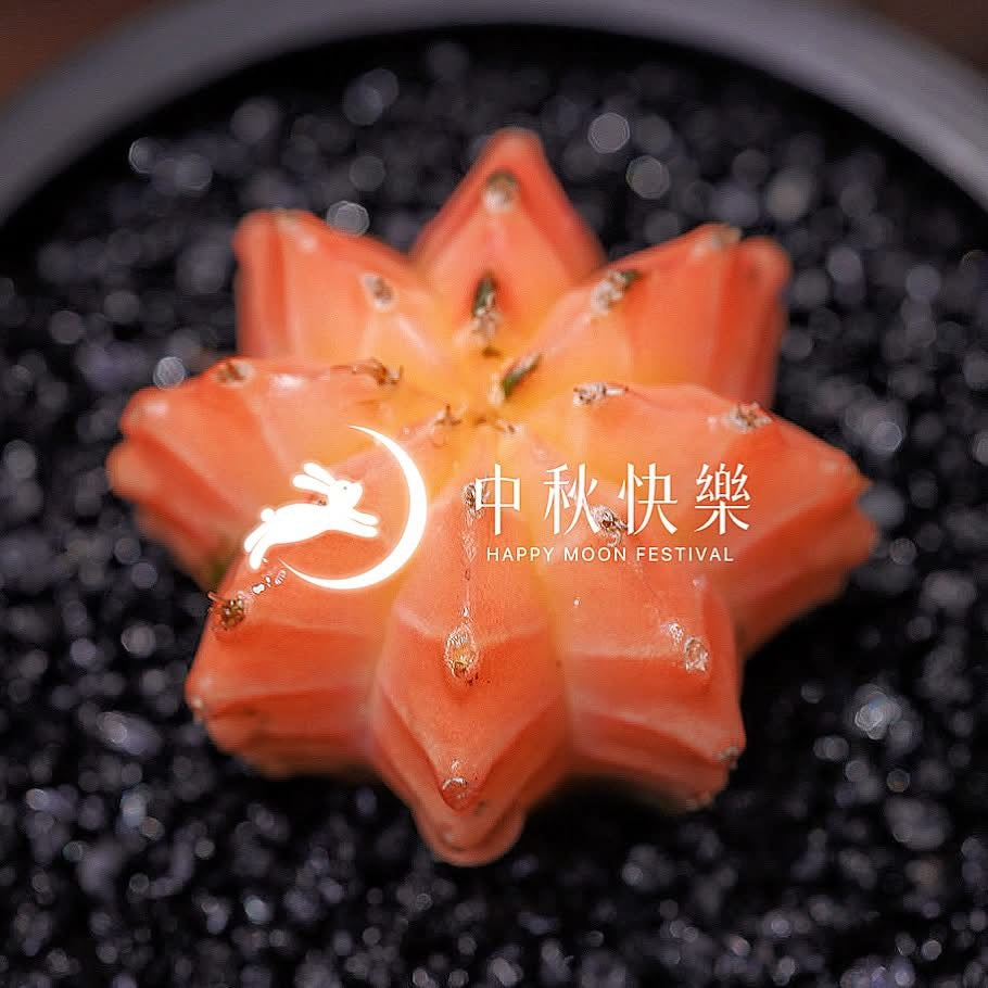 緋牡丹仙人球