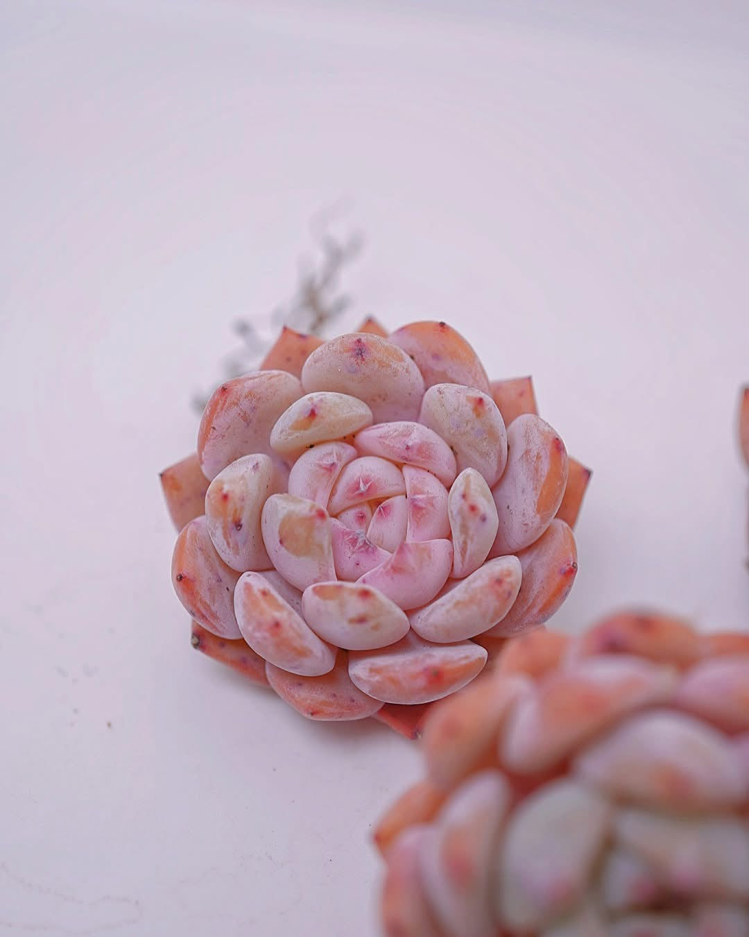 粉紅公主