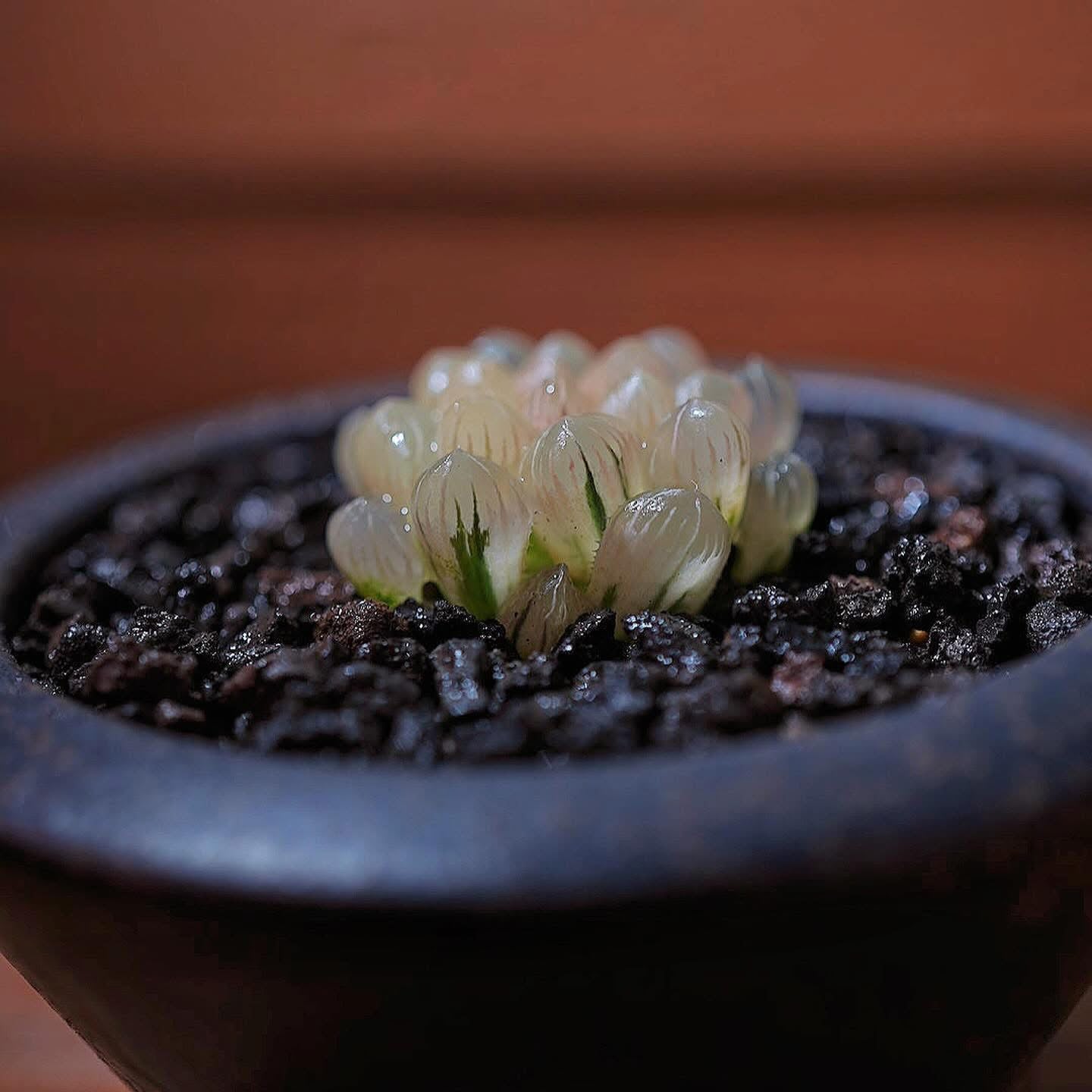 糊斑玉露