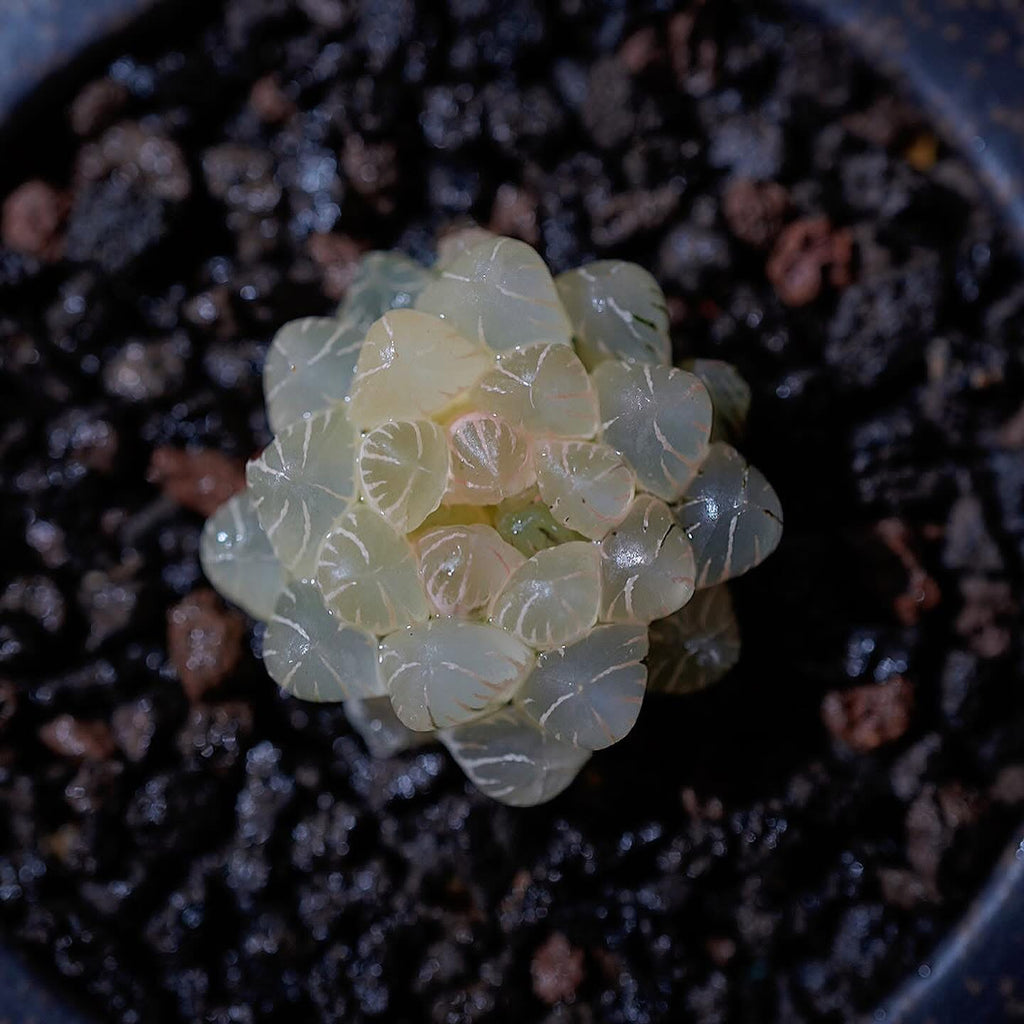 糊斑玉露