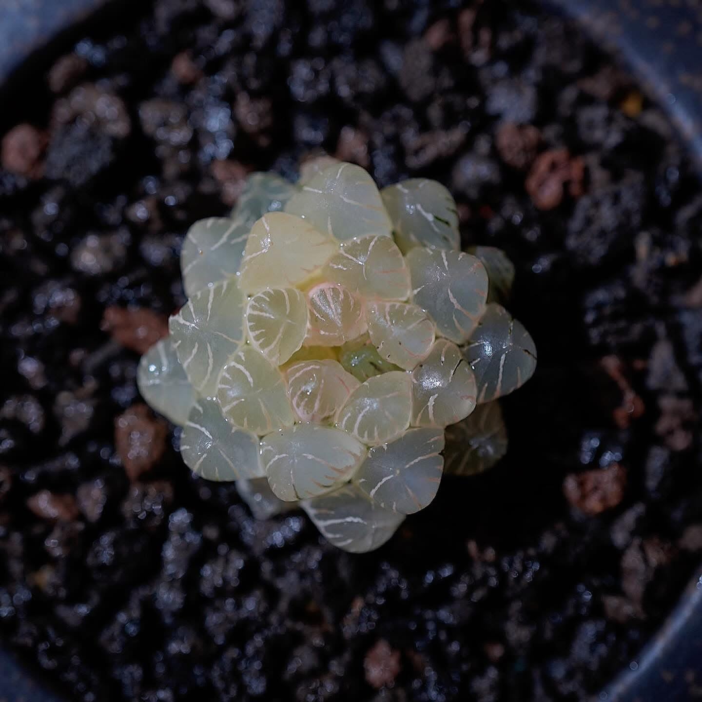 糊斑玉露