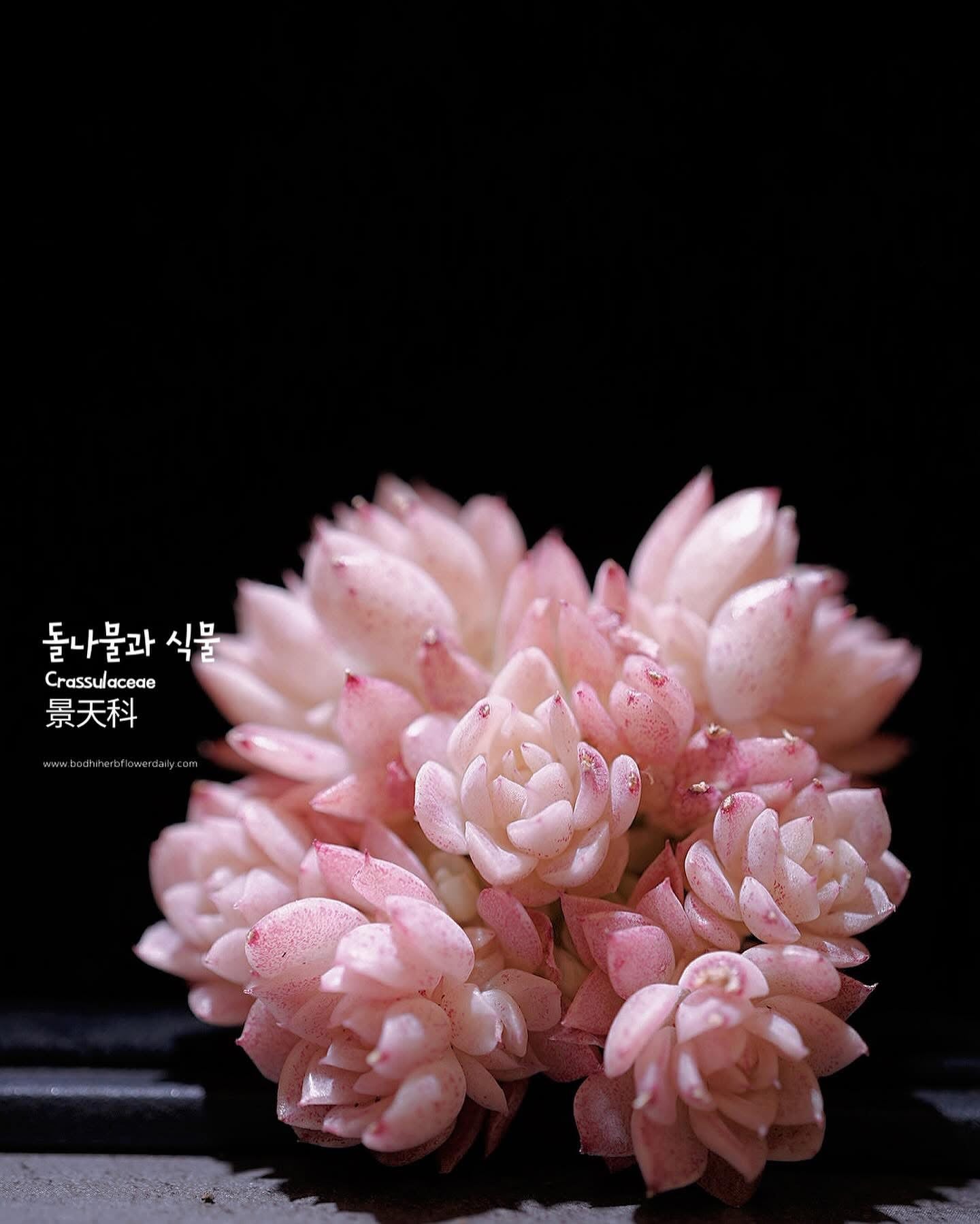 白雪公主