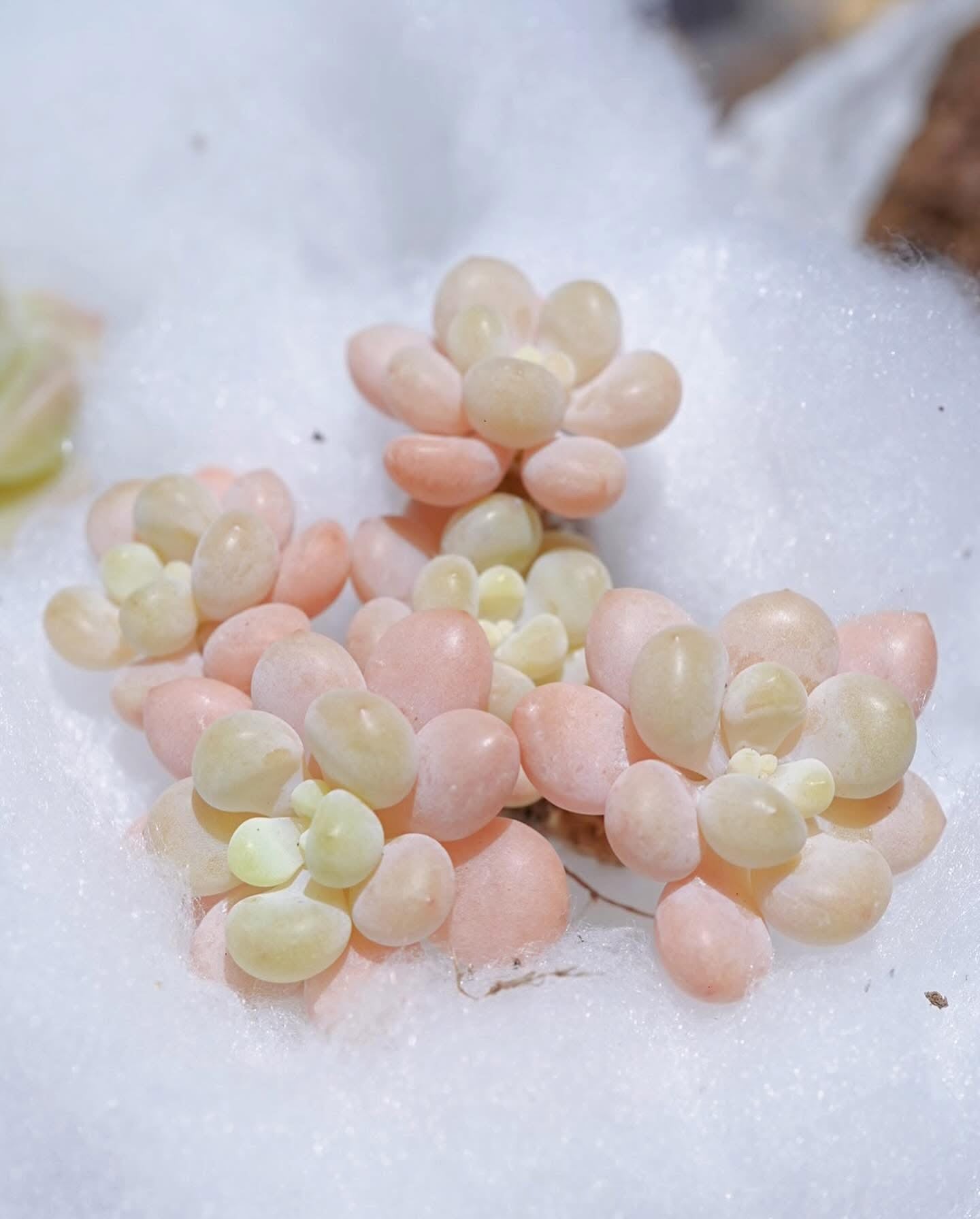 粉珍珠