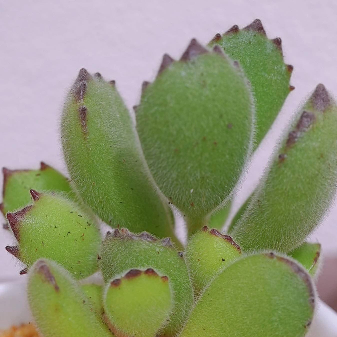 熊掌