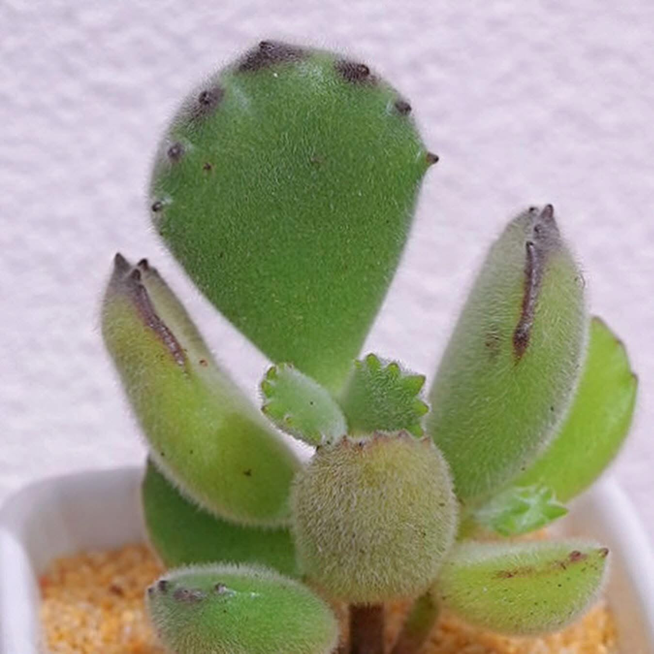 熊掌