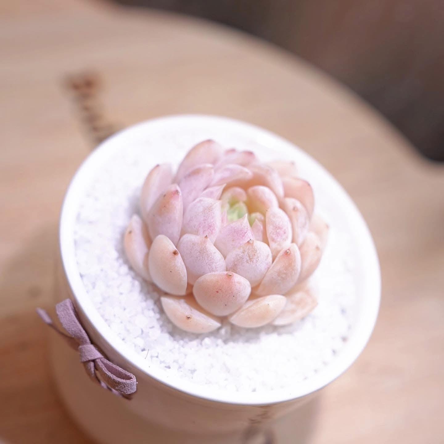 白雪公主