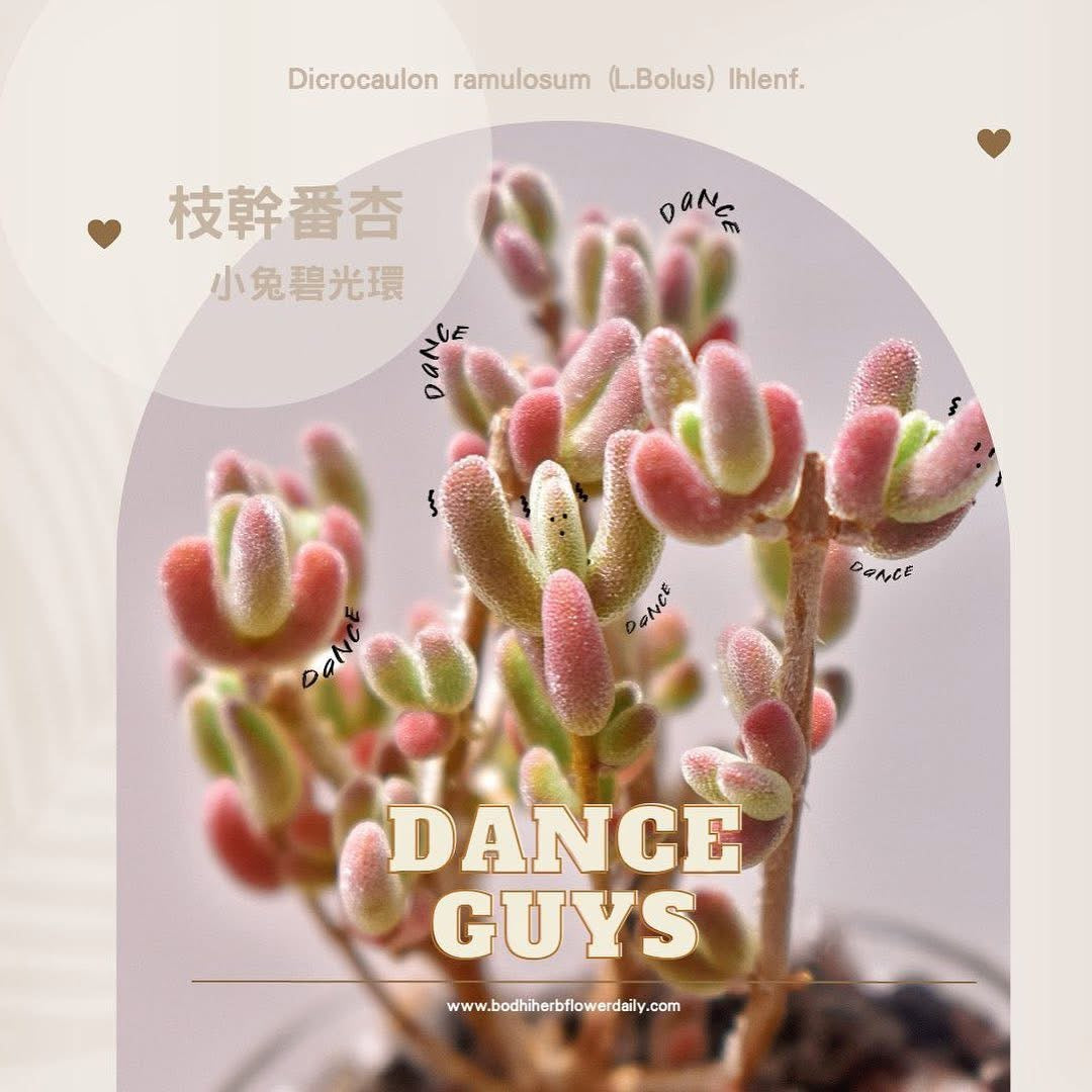 厚砂糖枝幹番杏