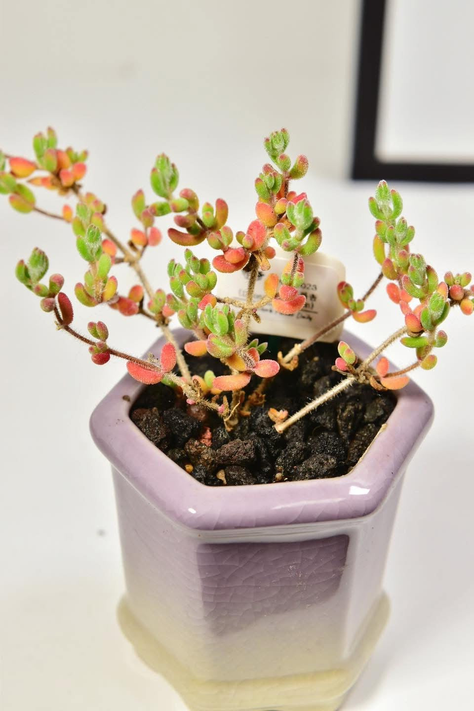 厚砂糖枝幹番杏
