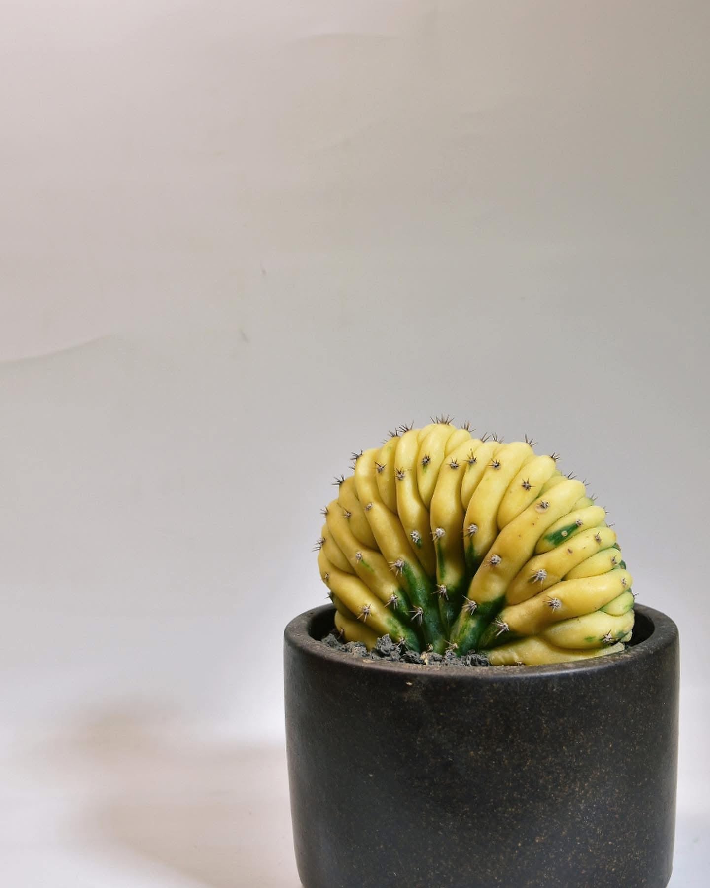 玉扇綴