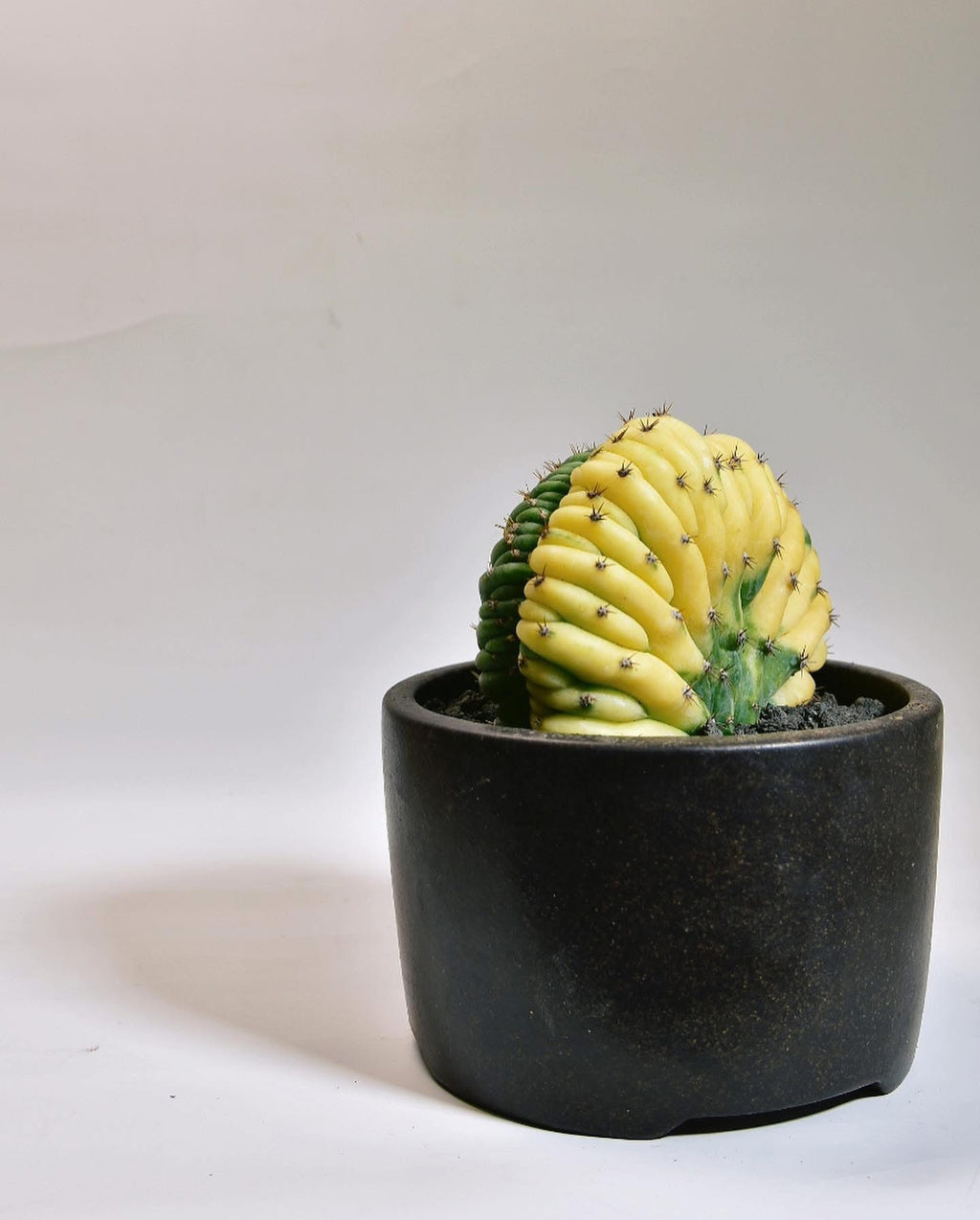 玉扇綴