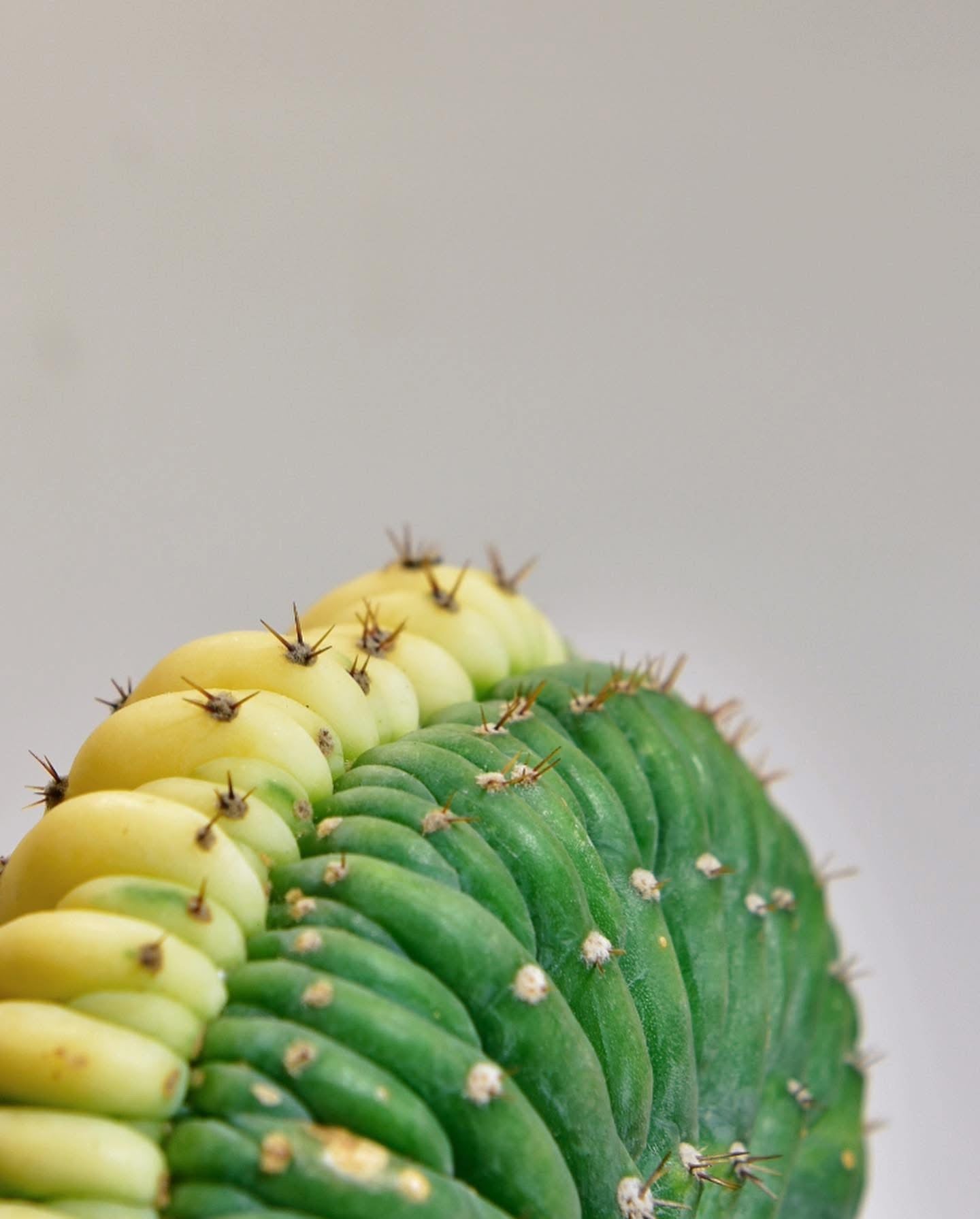 玉扇綴