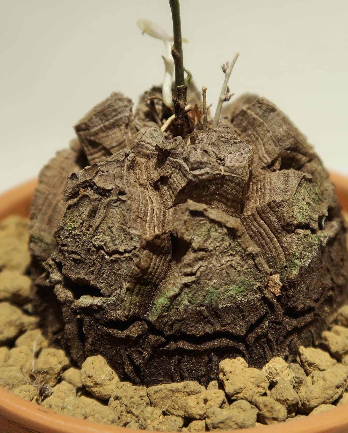 龜甲龍（南非/墨西哥）Dioscorea elephantipes 手工陶瓷盤另計
