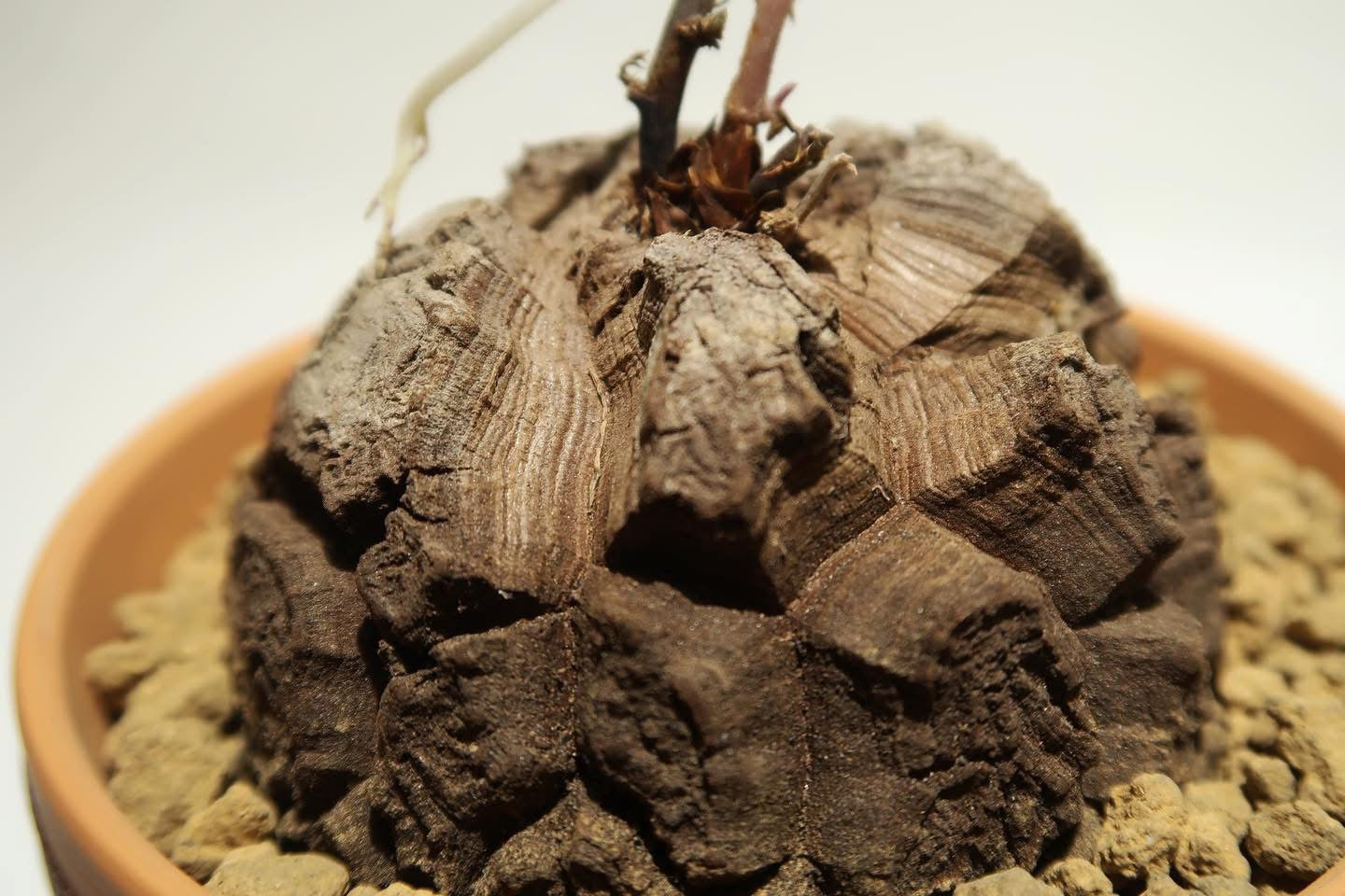 龜甲龍（南非/墨西哥）Dioscorea elephantipes 手工陶瓷盤另計