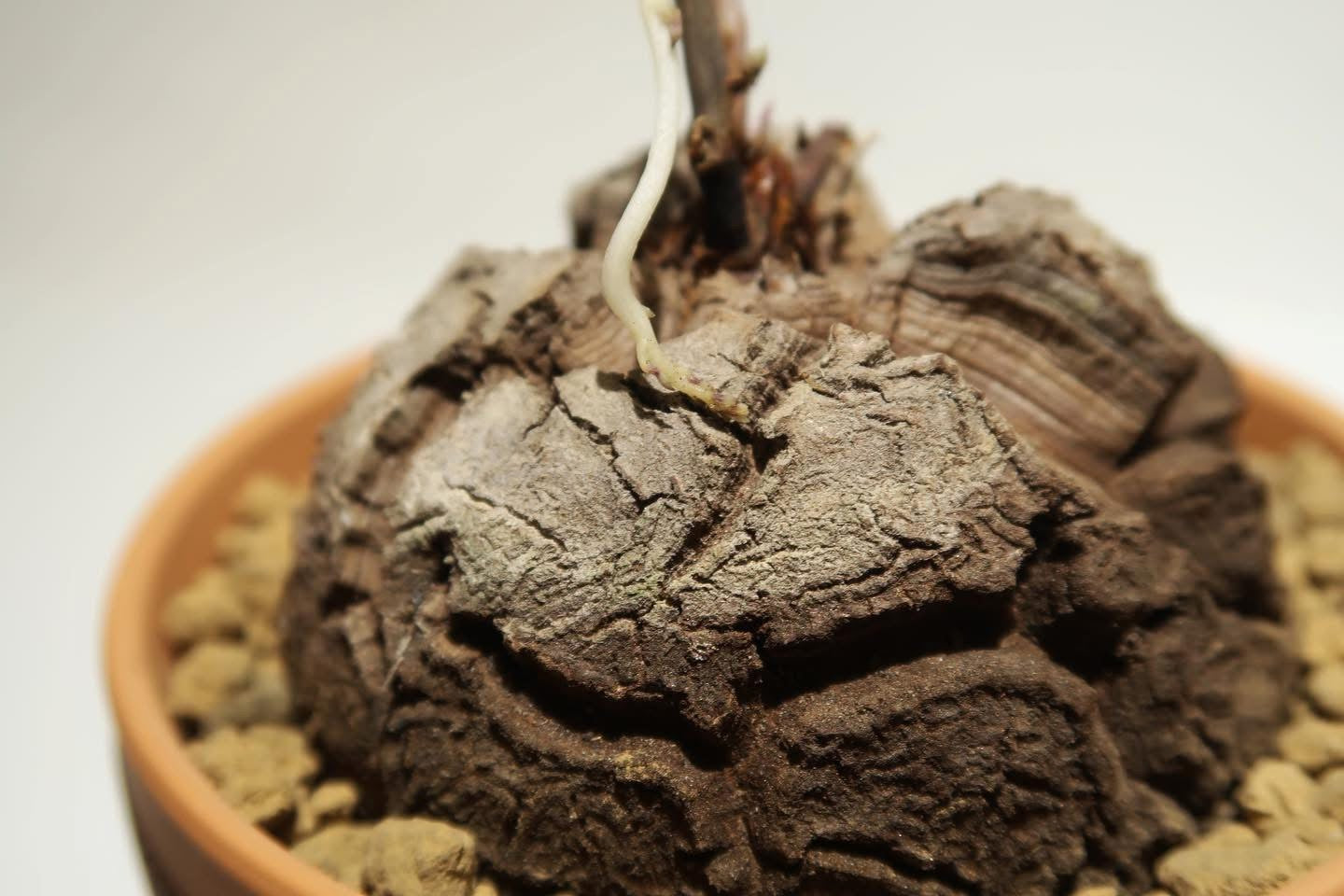 龜甲龍（南非/墨西哥）Dioscorea elephantipes 手工陶瓷盤另計