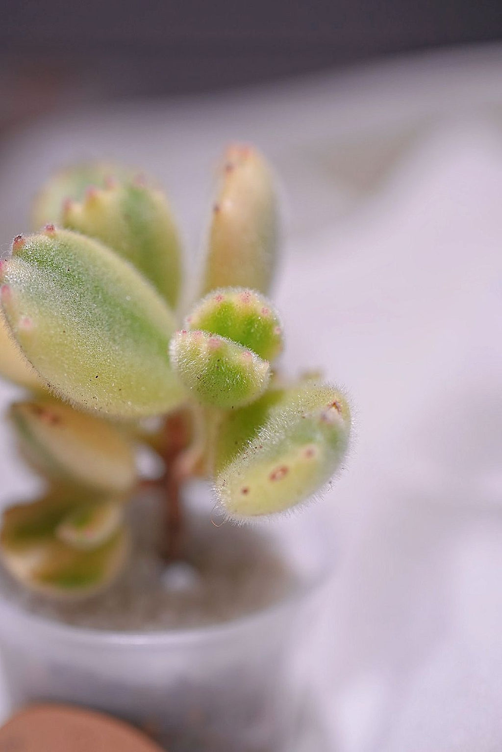 熊掌