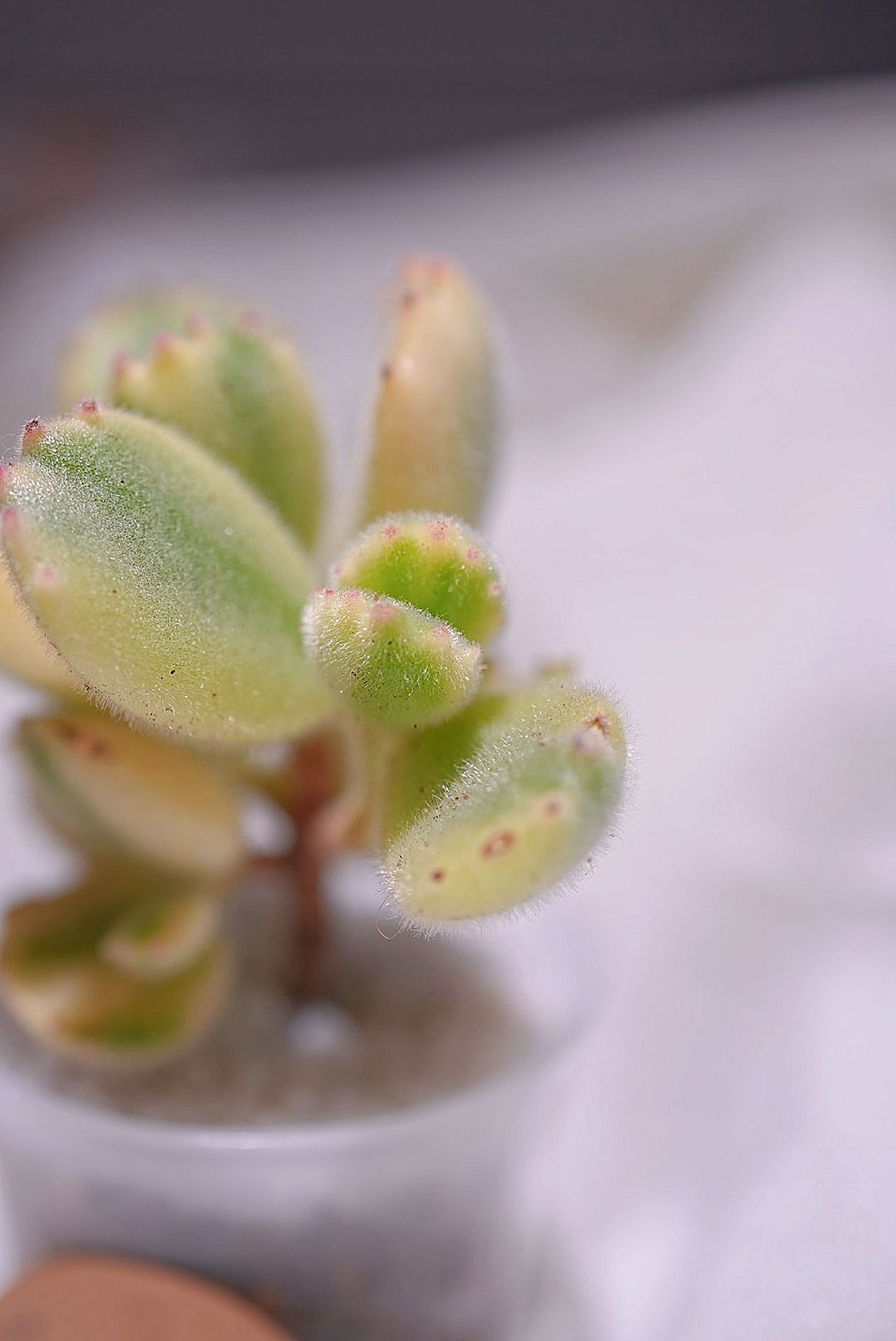熊掌