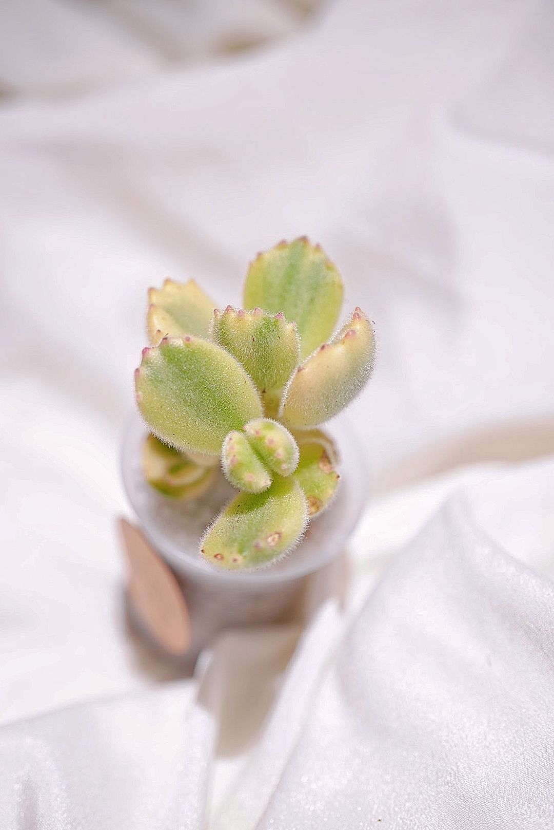 熊掌