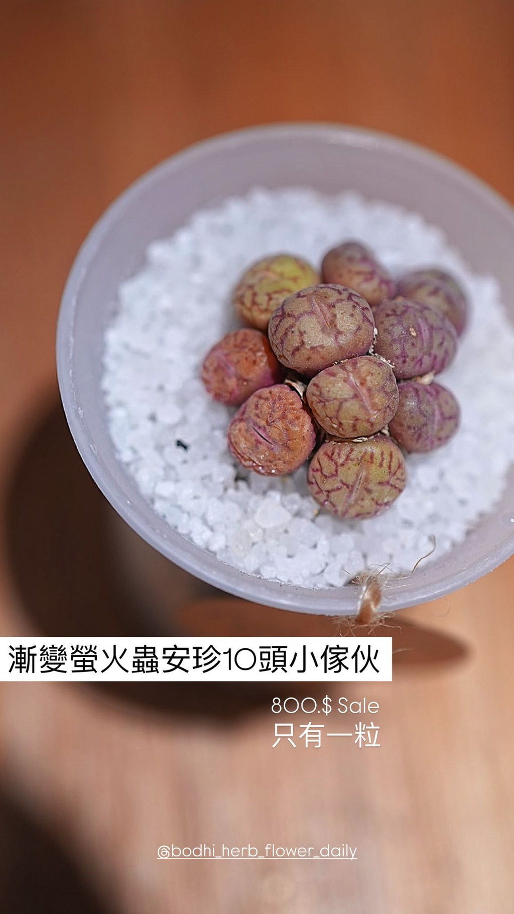 螢火蟲安珍