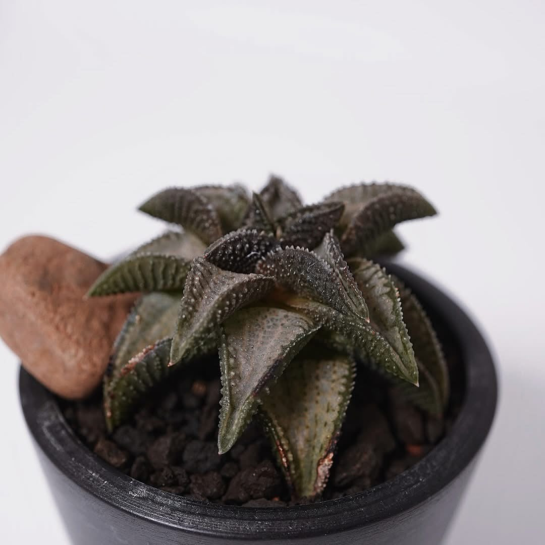 泰鬼瓦