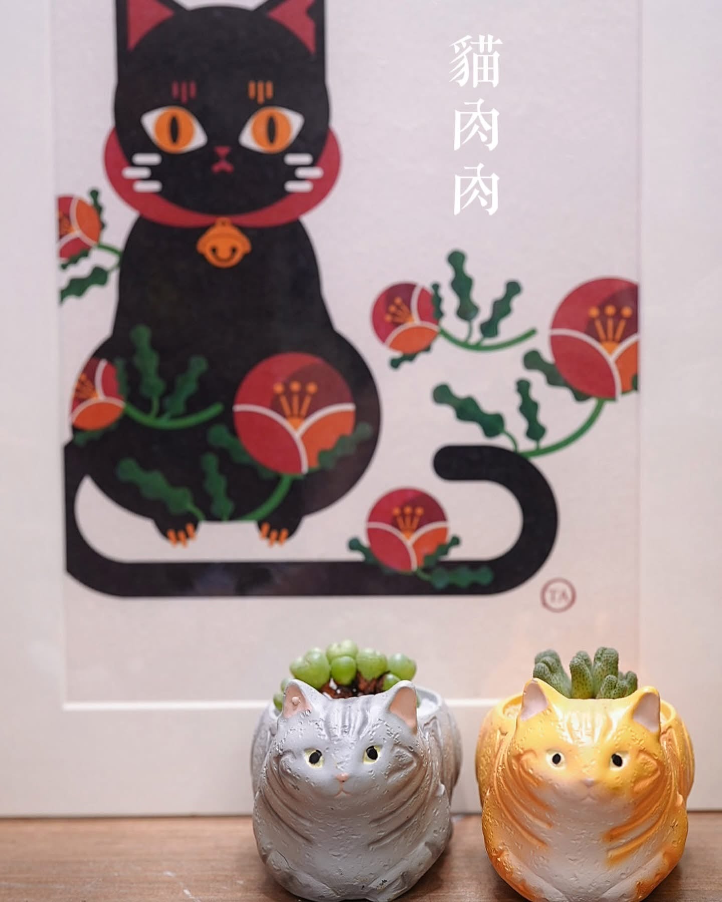 多頭肉錐貓貓盆景