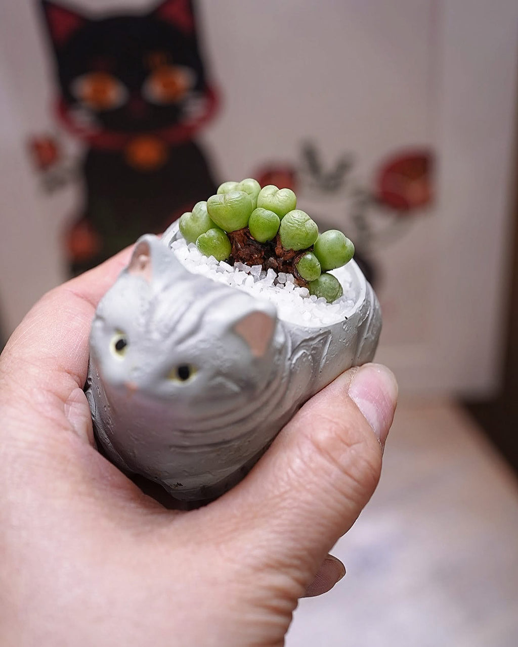 多頭肉錐貓貓盆景