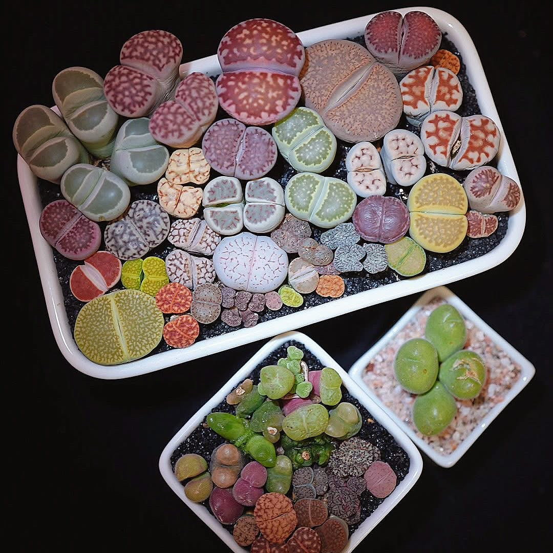 幻彩屁屁