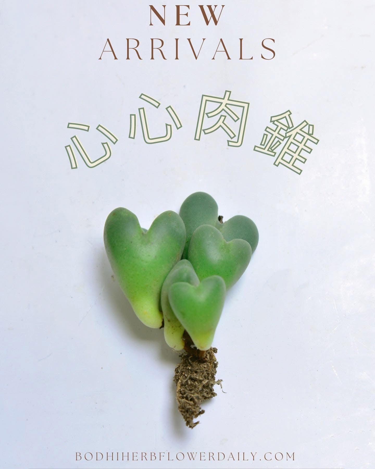心心肉錐