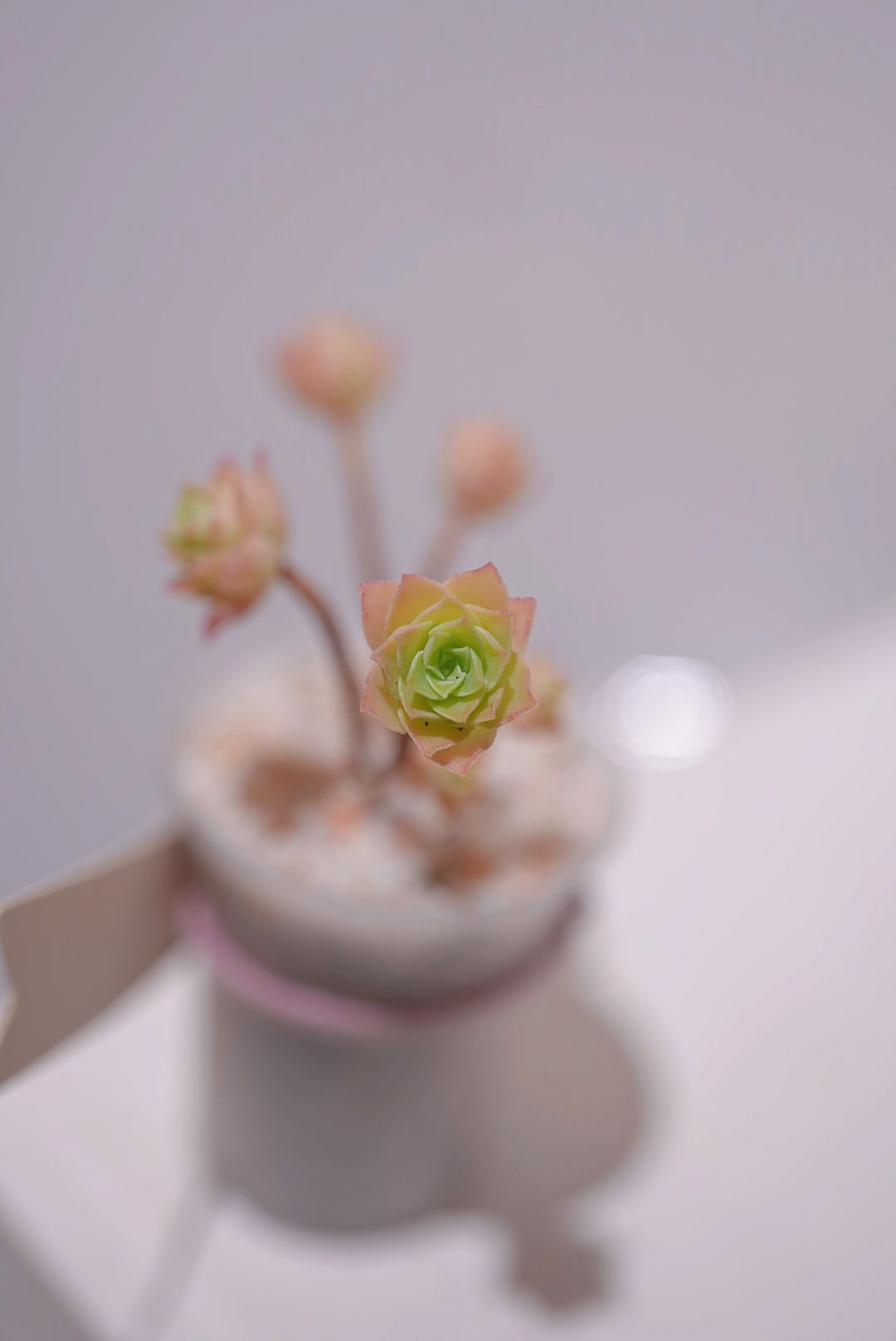 小桃花 4/3/2025