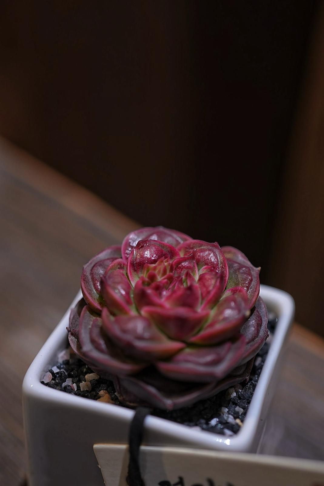 優雅紅玫紅 1盆 4/3/2025上架