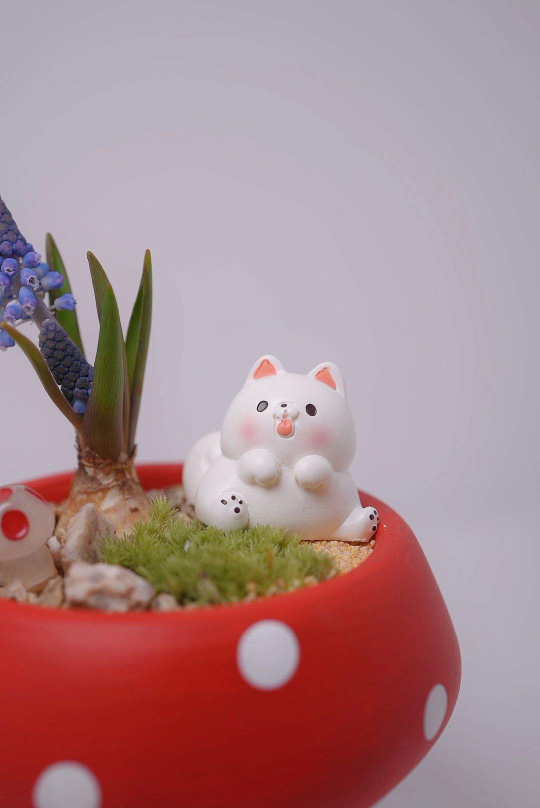 葡萄風信子盆景