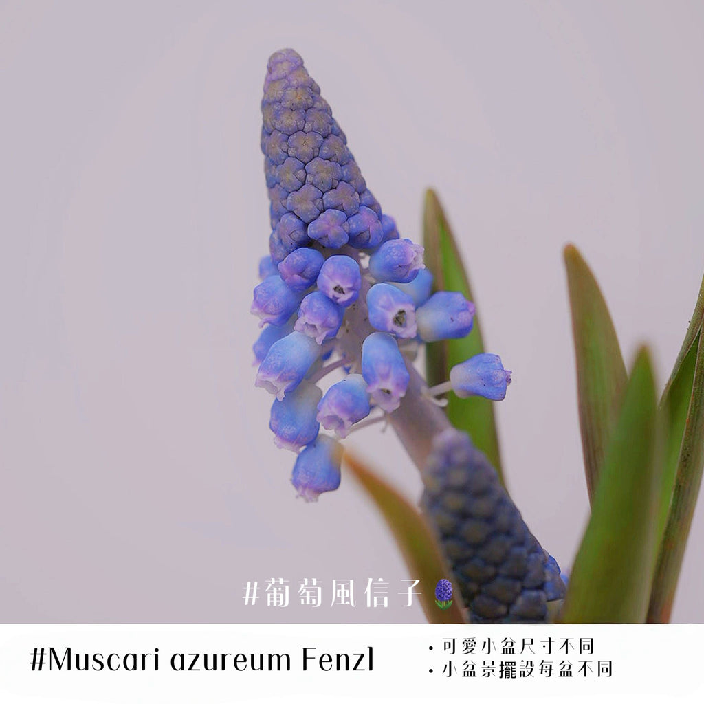 葡萄風信子盆景