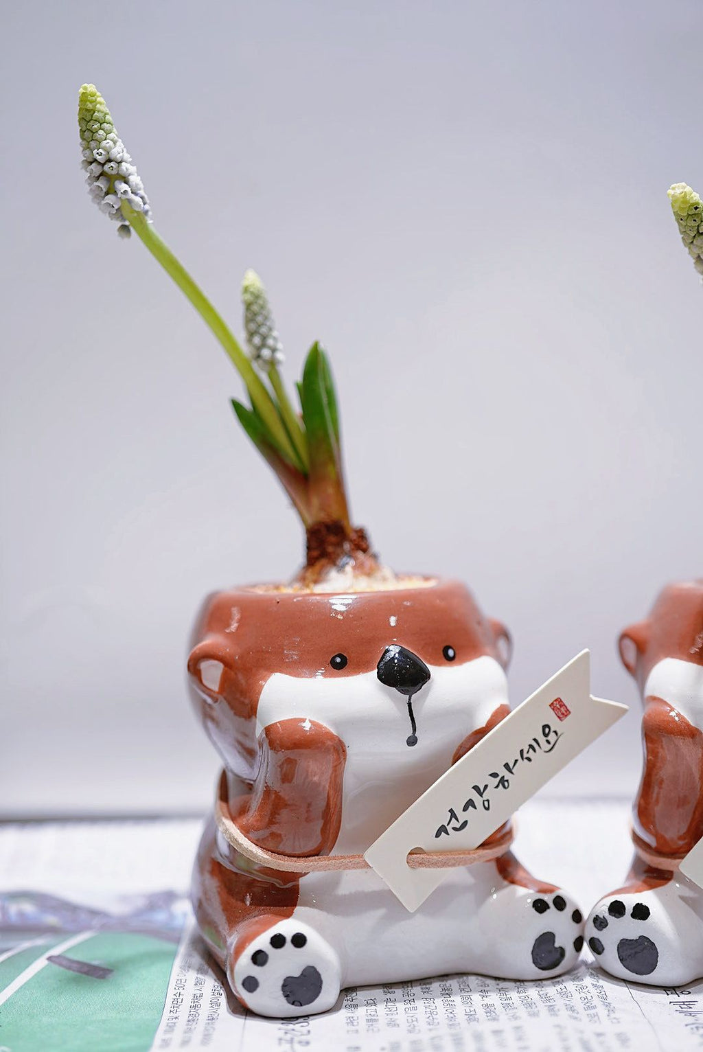 白色浪漫風信子