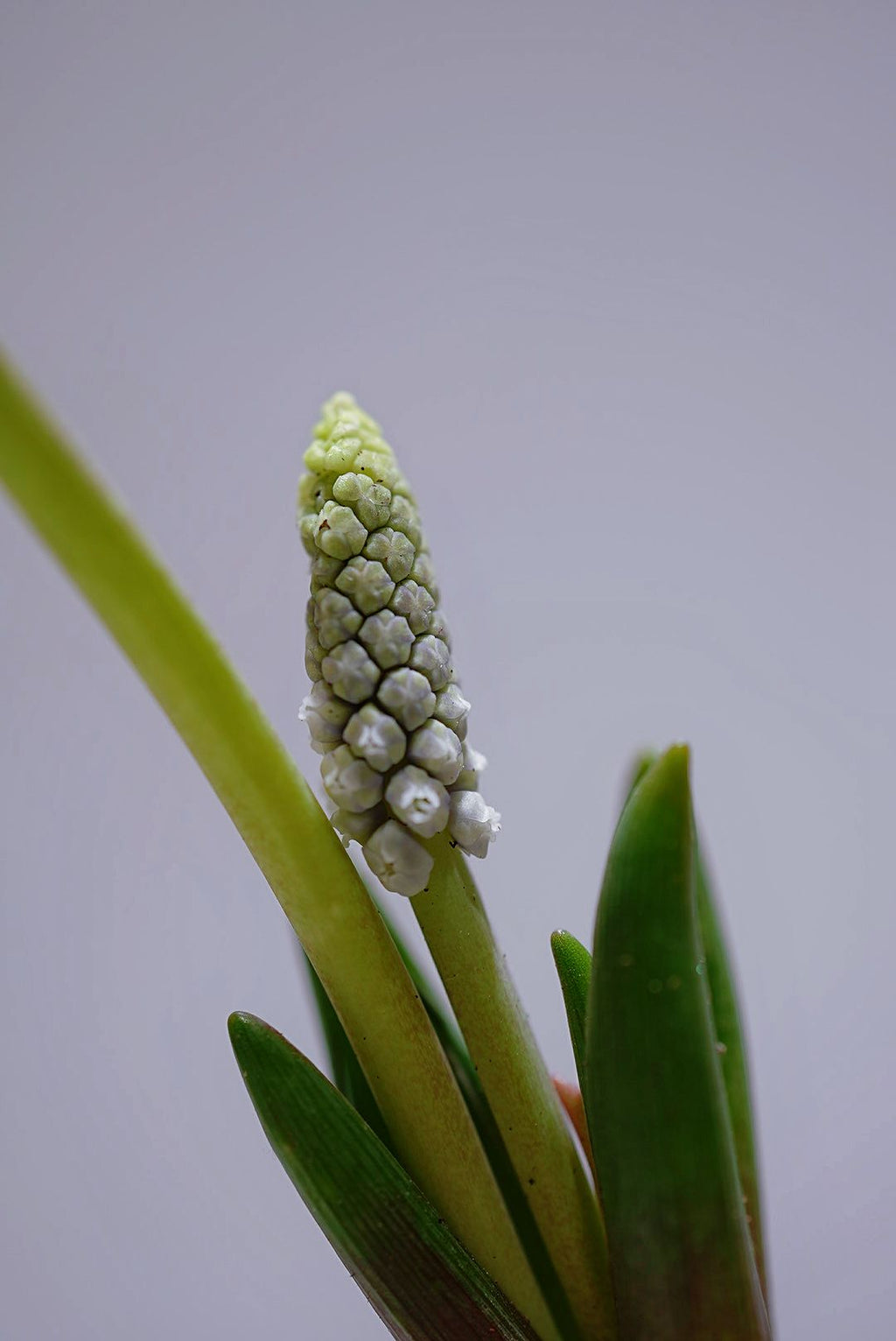 白色浪漫風信子