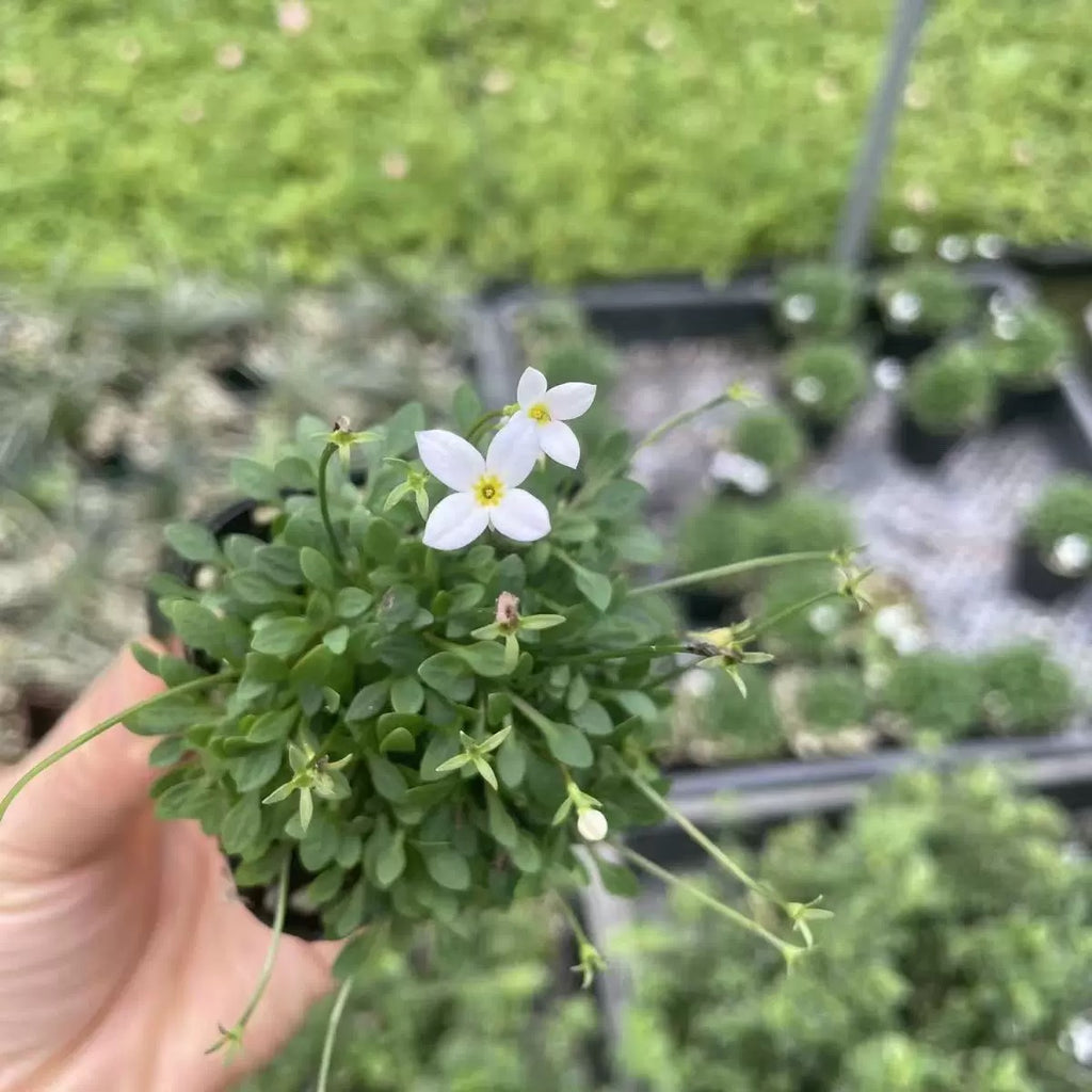 【日本品種】雛草 （預訂）