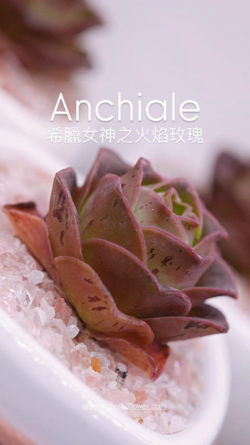 Anchiale 希臘女神之火焰玫瑰 16/4/2025