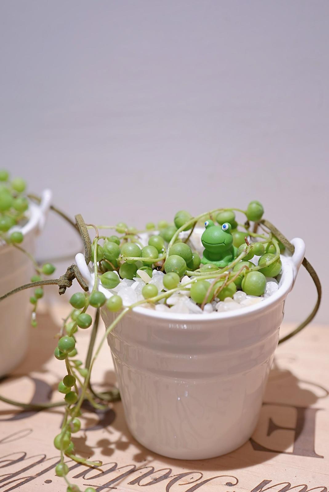 沸豬豆💚✨ 19/4/2025