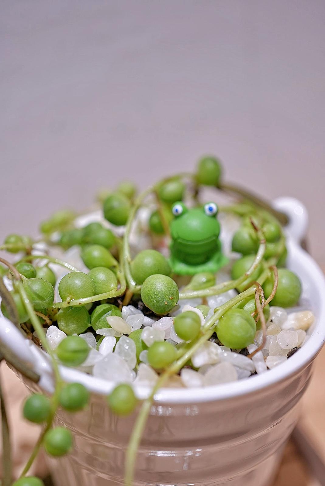 沸豬豆💚✨ 19/4/2025