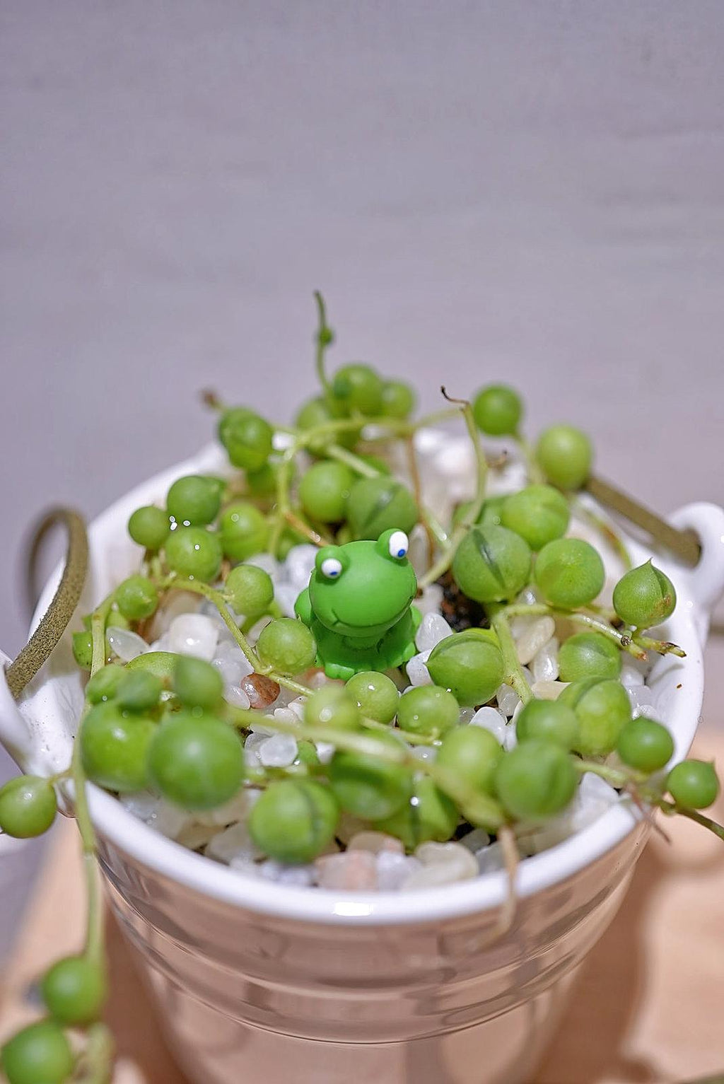 沸豬豆💚✨ 19/4/2025